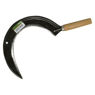 Secera rotunda Freund